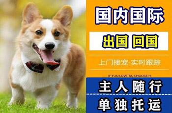 大港区宠物托运公司大港区宠物托运公司大港区宠物托运公司