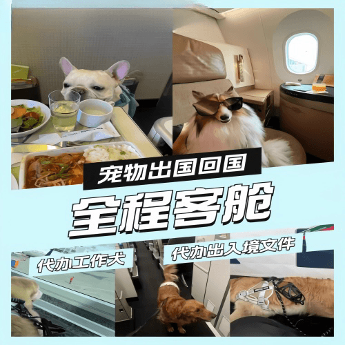 大港区宠物托运到白俄罗斯宠物入境规定和要求